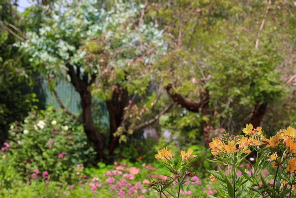 פורט קאמפבל Daysy Hill Country Cottages מראה חיצוני תמונה